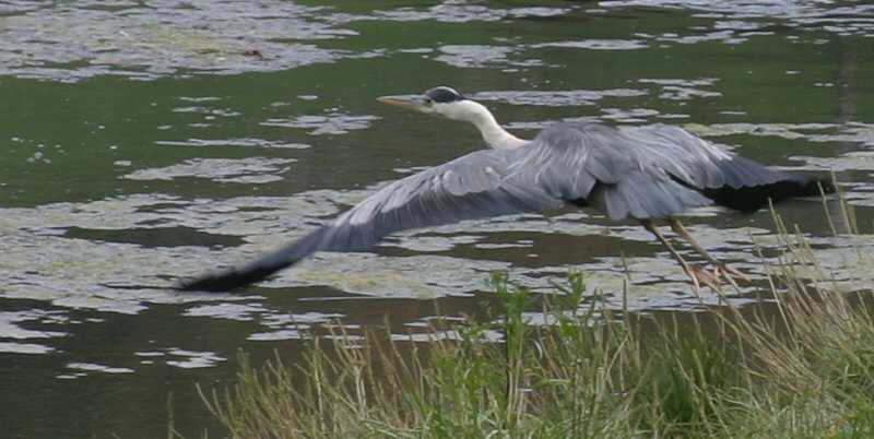 West Cork - wildlife
