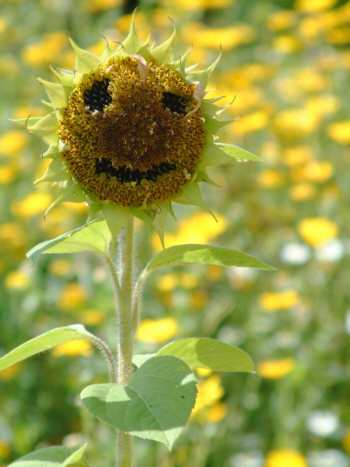 Herstmonceux Castle Gardens