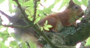 Red squirrel photographed at Robin Hill